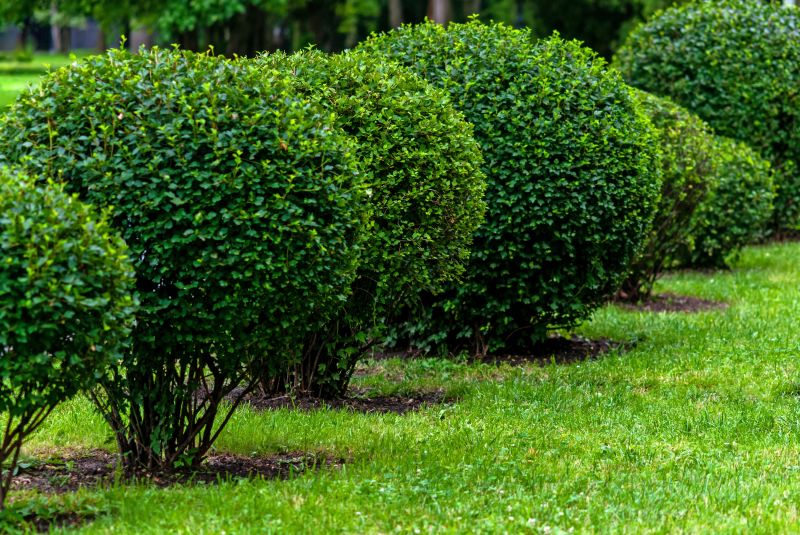 Healthy Green Shrubs