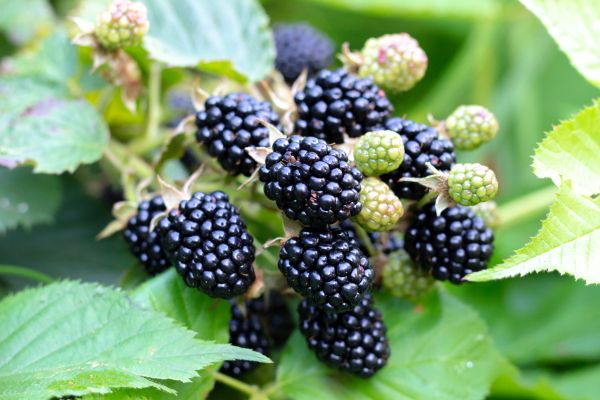 Blackberry Bush Removal in Irvine