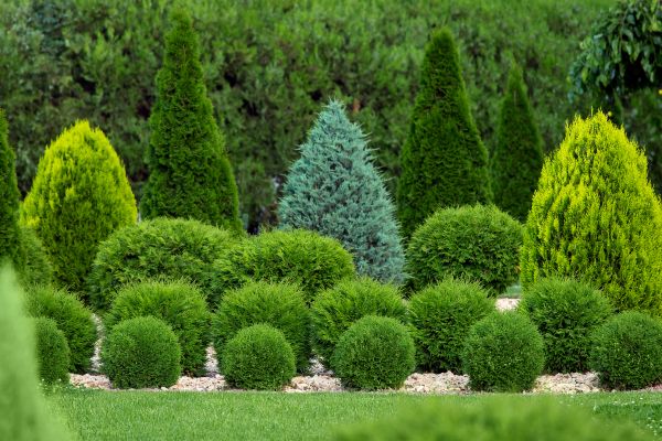 Cost of Bush Shaping Service in Irvine