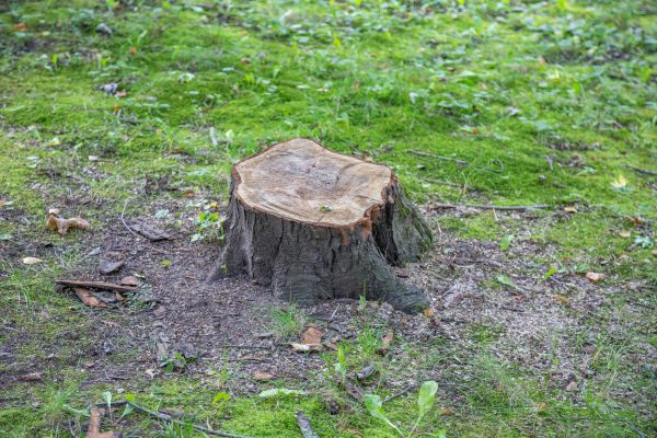 Bush Stump Removal in Irvine