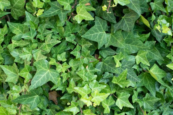 Cost of English Ivy Removal in Irvine