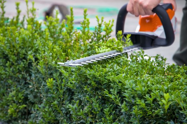 Hedge Pruning in Irvine