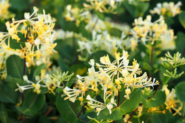 Cost of Honeysuckle Removal in Irvine