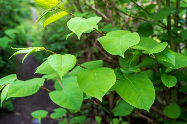 Cost of Invasive Plant Removal in Irvine