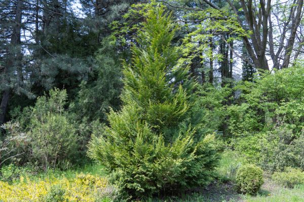 Cost of Juniper Pruning in Irvine