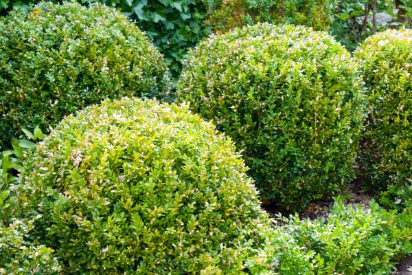 Cost of Landscape Trimming Service in Irvine