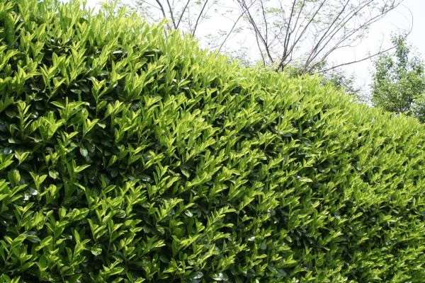 Cost of Laurel Removal in Irvine