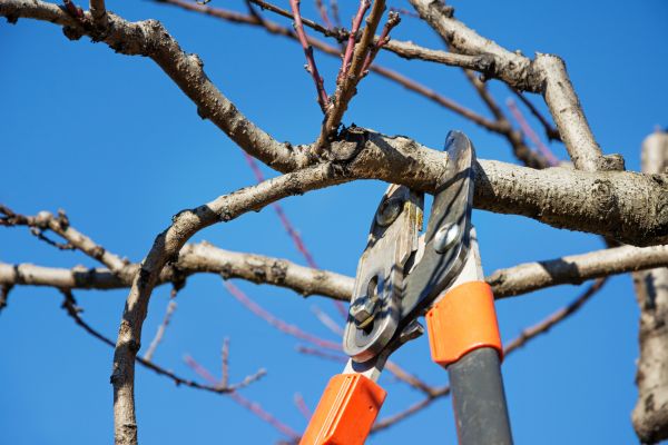 Cost of Pruning Service in Irvine