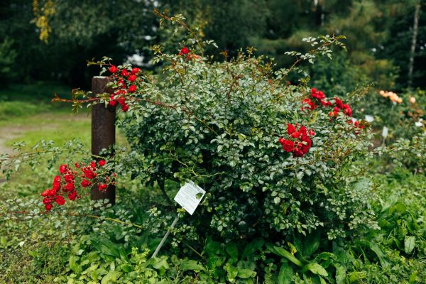 Cost of Rose Bush Removal in Irvine