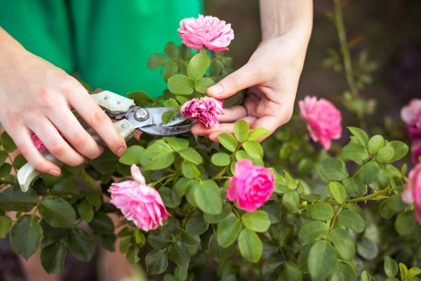 Cost of Rose Trimming in Irvine