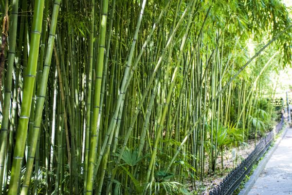 Cost of Bamboo Root Removal in Irvine