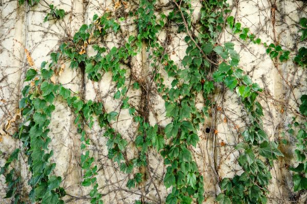 Cost of Vine Removal Service in Irvine