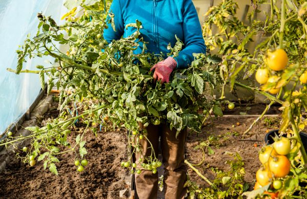 Cost of Garden Plant Removal in Irvine