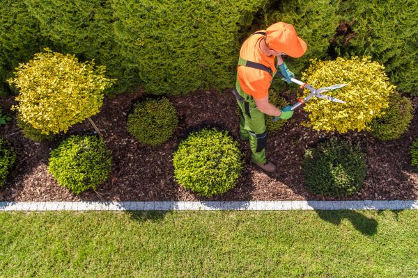 Cost of Topiary Trimming in Irvine