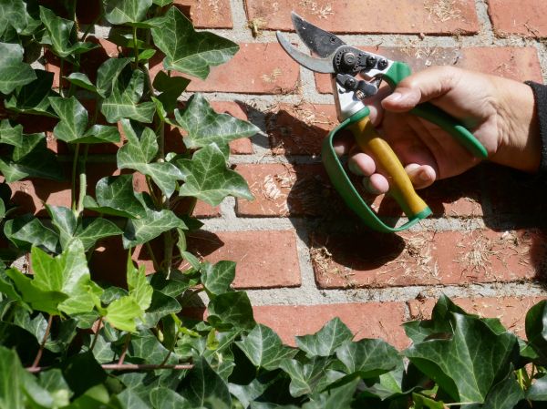 Cost of Ivy Removal Service in Irvine