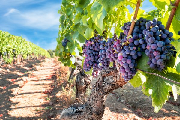 Cost of Grapevine Pruning in Irvine