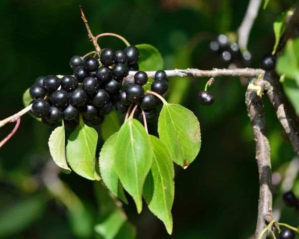 Cost of Buckthorn Removal in Irvine