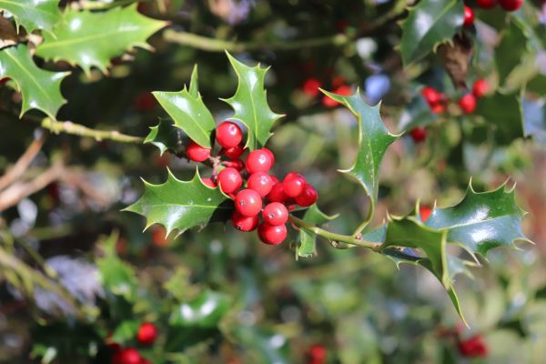 Cost of Holly Tree Trimming in Irvine