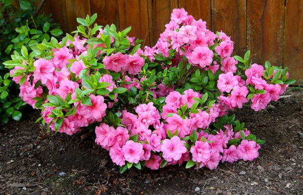 Cost of Azaleas Removal in Irvine