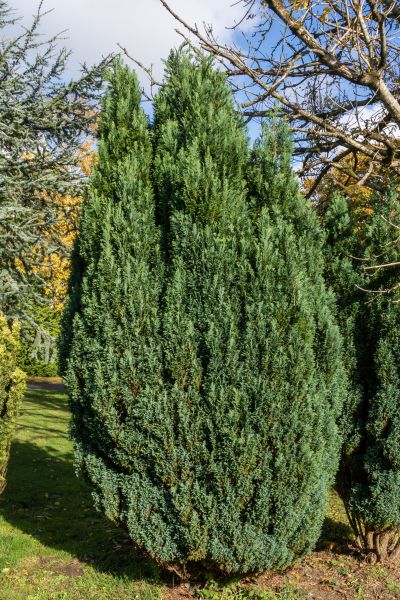 Cost of Juniper Trimming in Irvine