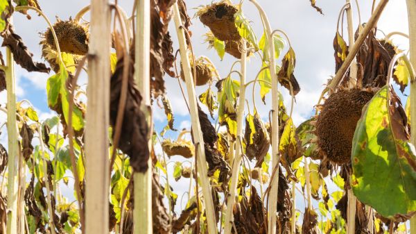 Cost of Dead Plant Removal in Irvine