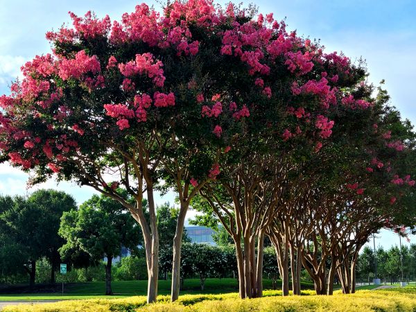 Cost of Crepe Myrtle Pruning in Irvine