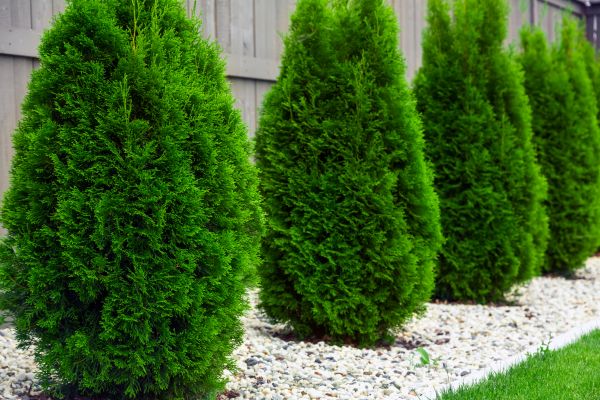 Cost of Arborvitae Pruning in Irvine