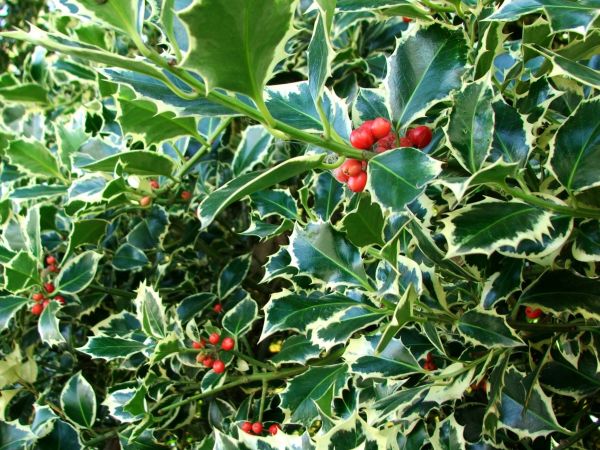 Cost of Holly Bushes Trimming in Irvine