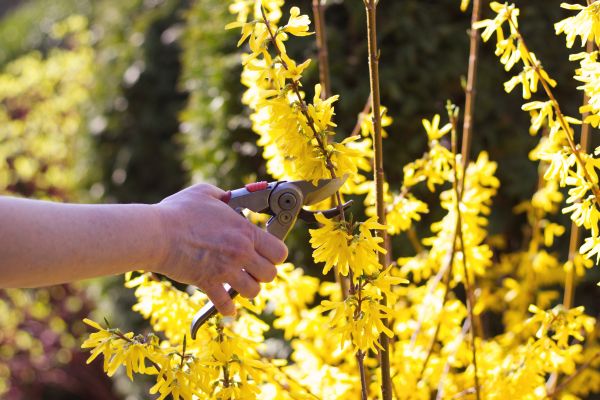 Forsythia Pruning in Irvine