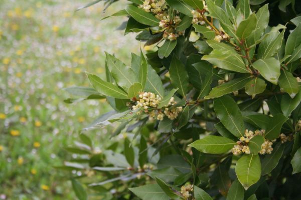 Cost of Laurel Trimming in Irvine