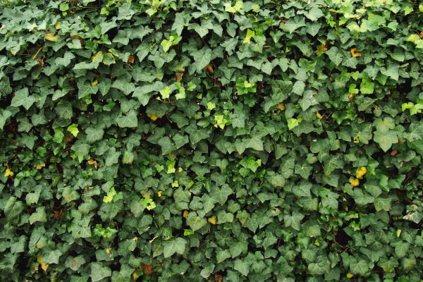 Cost of Ivy Pruning service in Irvine