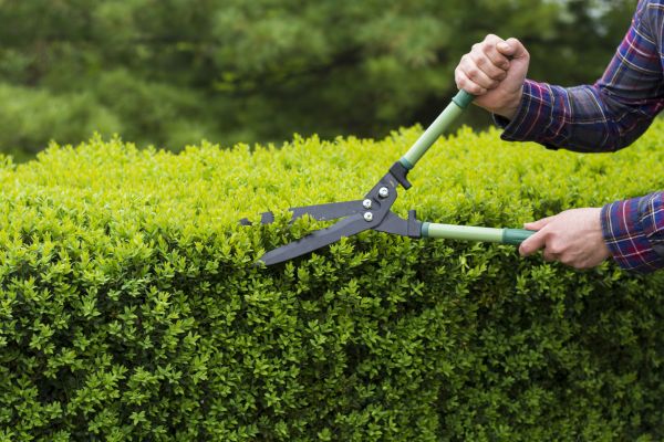 Cost of Evergreen Shrub Pruning in Irvine