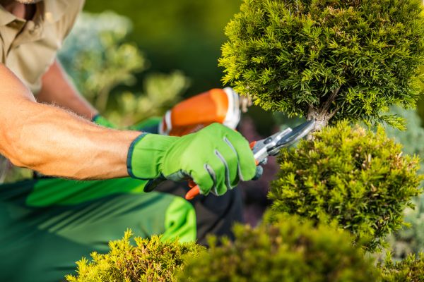 Cost of Landscape Pruning Service in Irvine