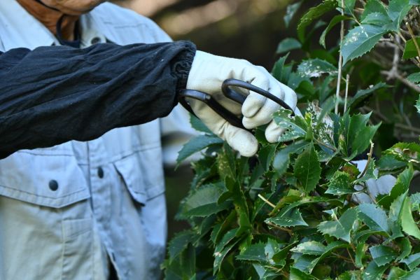 Holly Pruning in Irvine