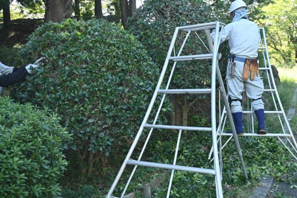 Cost of Holly Shaping in Irvine