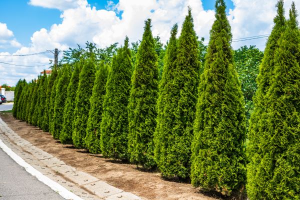 Cost of Arborvitae Shearing in Irvine