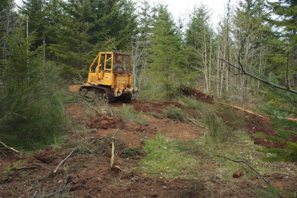 Cost of Shrubbery Clearing in Irvine