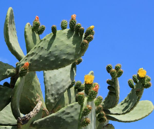 Cost of Cactus Removal in Irvine