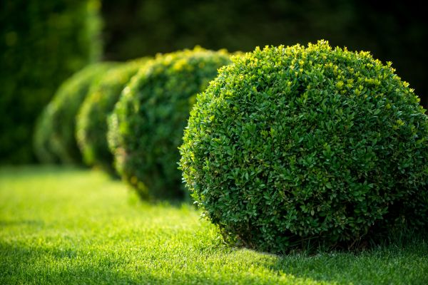 Cost of Boxwood Shaping in Irvine