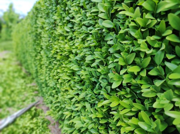 Cost of Boxwood Pruning in Irvine