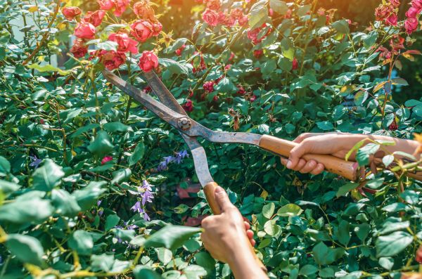 Knockout Roses Pruning in Irvine