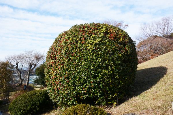 Cost of Holly Shrub Pruning in Irvine