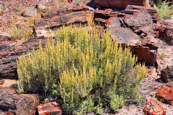Cost of Sagebrush Removal in Irvine