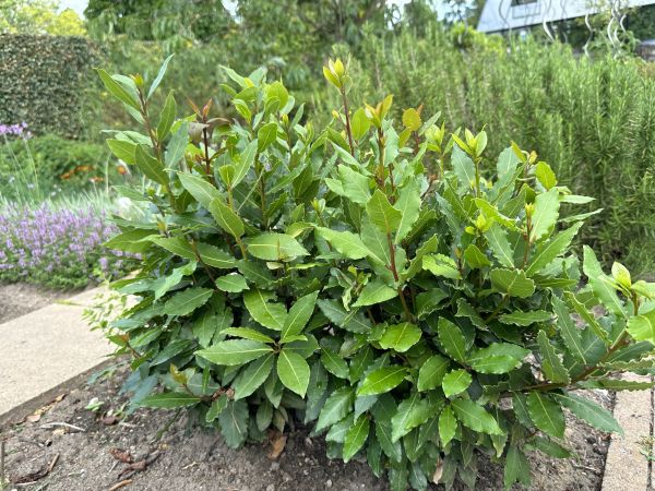 Cost of Laurel Hedge Trimming in Irvine