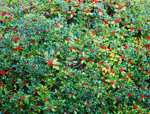 Cost of Holly Bush Removal in Irvine