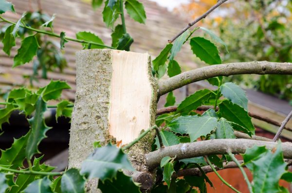 Cost of Holly Tree Removal in Irvine