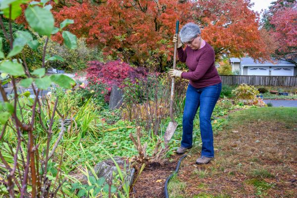 Cost of Dead Bush Removal in Irvine