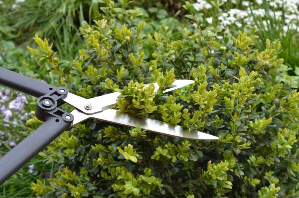 Cost of Boxwood Trimming in Irvine