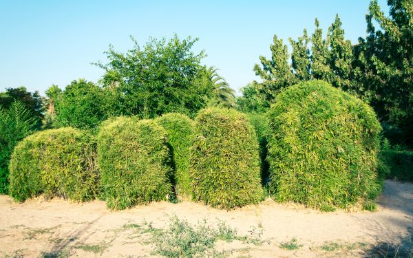 Cost of Bamboo Hedge Removal in Irvine