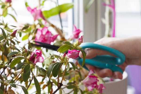 Azalea Pruning in Irvine